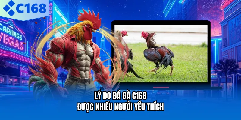 Lý do đá gà C168 được nhiều người yêu thích